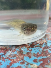 Polypedates megacephalus