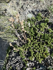 Artemisia woodii