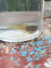 Polypedates megacephalus