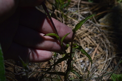 Castilleja scorzonerifolia