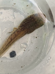 Polypedates megacephalus