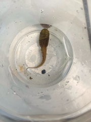 Polypedates megacephalus