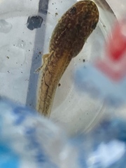 Polypedates megacephalus