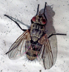 Triarthria setipennis