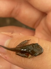 Polypedates megacephalus