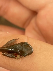 Polypedates megacephalus