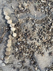 Vachellia nilotica kraussiana