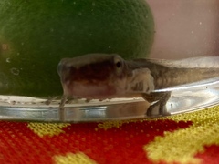 Polypedates megacephalus