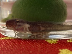 Polypedates megacephalus