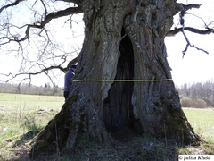 Chaenotheca hispidula