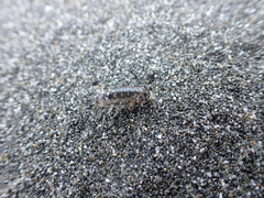 Megalorchestia pugettensis