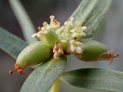 Pimelea microcephala microcephala