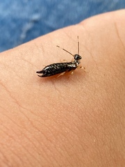 Euborellia annulipes