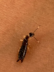 Euborellia annulipes