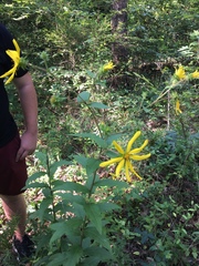 Silphium asperrimum