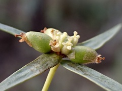 Pimelea microcephala microcephala