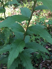 Silphium asperrimum