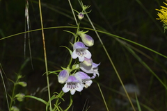 Penstemon leonensis
