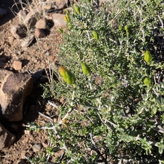 Pegolettia