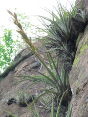 Tillandsia aguascalientensis