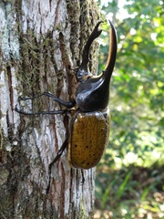 Dynastes ecuatorianus
