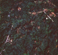 Hymenophyllum riukiuense