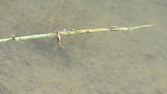 Limnoporus