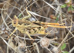 Prionotropis willemsorum