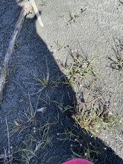 Symphyotrichum yukonense