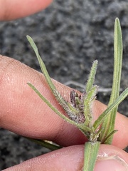 Symphyotrichum yukonense