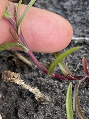 Symphyotrichum yukonense