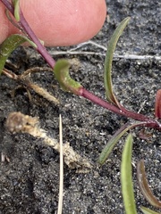 Symphyotrichum yukonense