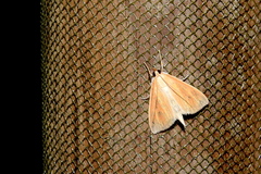Nascia acutellus