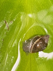 Lymnaeidae