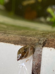 Lymnaeidae
