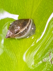 Lymnaeidae