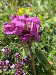 Pedicularis pyrenaica