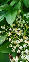 Sambucus nigra