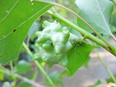 Pemphigus vesicarius