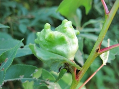 Pemphigus vesicarius