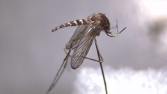 Culex annulirostris