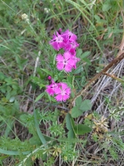 Dianthus × courtoisii