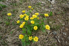 Ranunculus altaicus