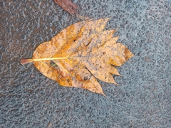Magnoliopsida