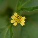 Nodeweed - Photo (c) 洪阿愷, some rights reserved (CC BY-NC), uploaded by 洪阿愷