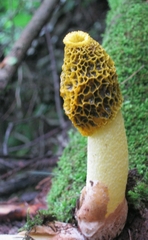 Phallus flavocostatus