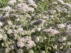 Eriogonum fasciculatum