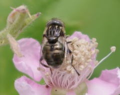 Eristalinus sepulchralis