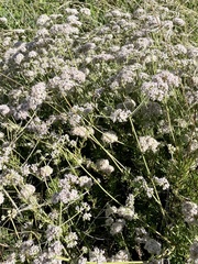 Eriogonum fasciculatum