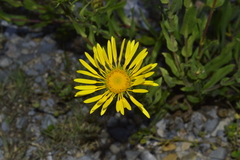 Grindelia greenmanii